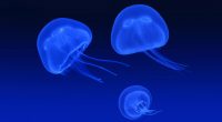 Floating Jellyfish331299428 200x110 - Floating Jellyfish - Jellyfish, Floating, 1080p